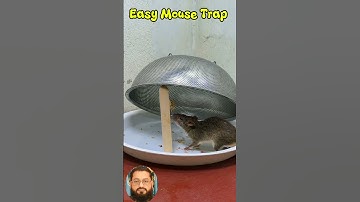 easy Mouse Trap in kitchen 💪#rat #rattrap #mousetrap #mouse #homemade #shorts