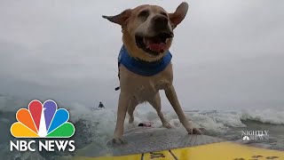 World Dog Surfing Championship Makes A Big Splash In California