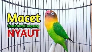 Lovebird GACOR Ngekek Panjang FIGHTER MANTAB Buat  Pancingan Lovebird, DIAM Langsung NYAUT
