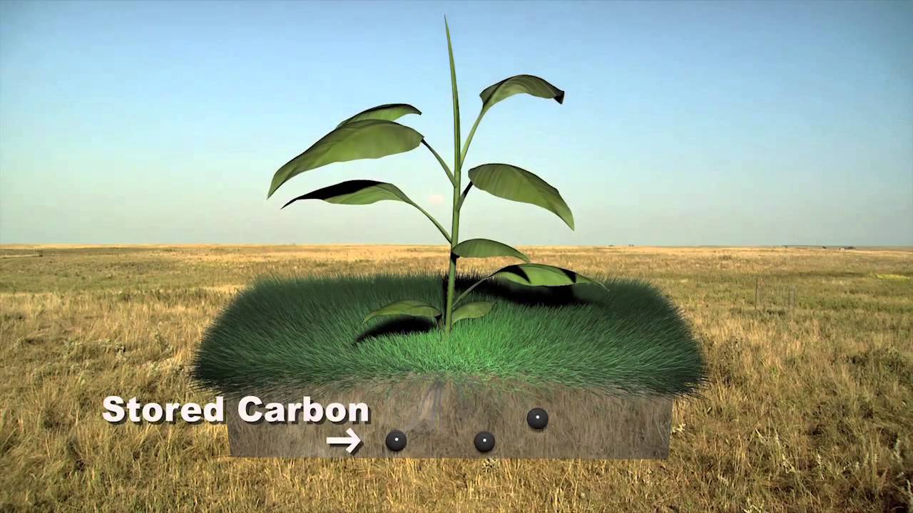 Sequestering Carbon in the Prairie