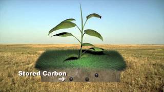 Sequestering Carbon in the Prairie