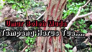 Membuat Karakter Tua Bonsai Waru