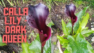 CALLA LILY - DARK QUEEN / Complete Update