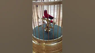 Automaton Music Box singing- video
