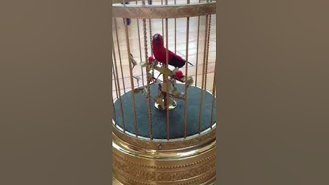 Thumbnail of Automaton Music Box singing- video