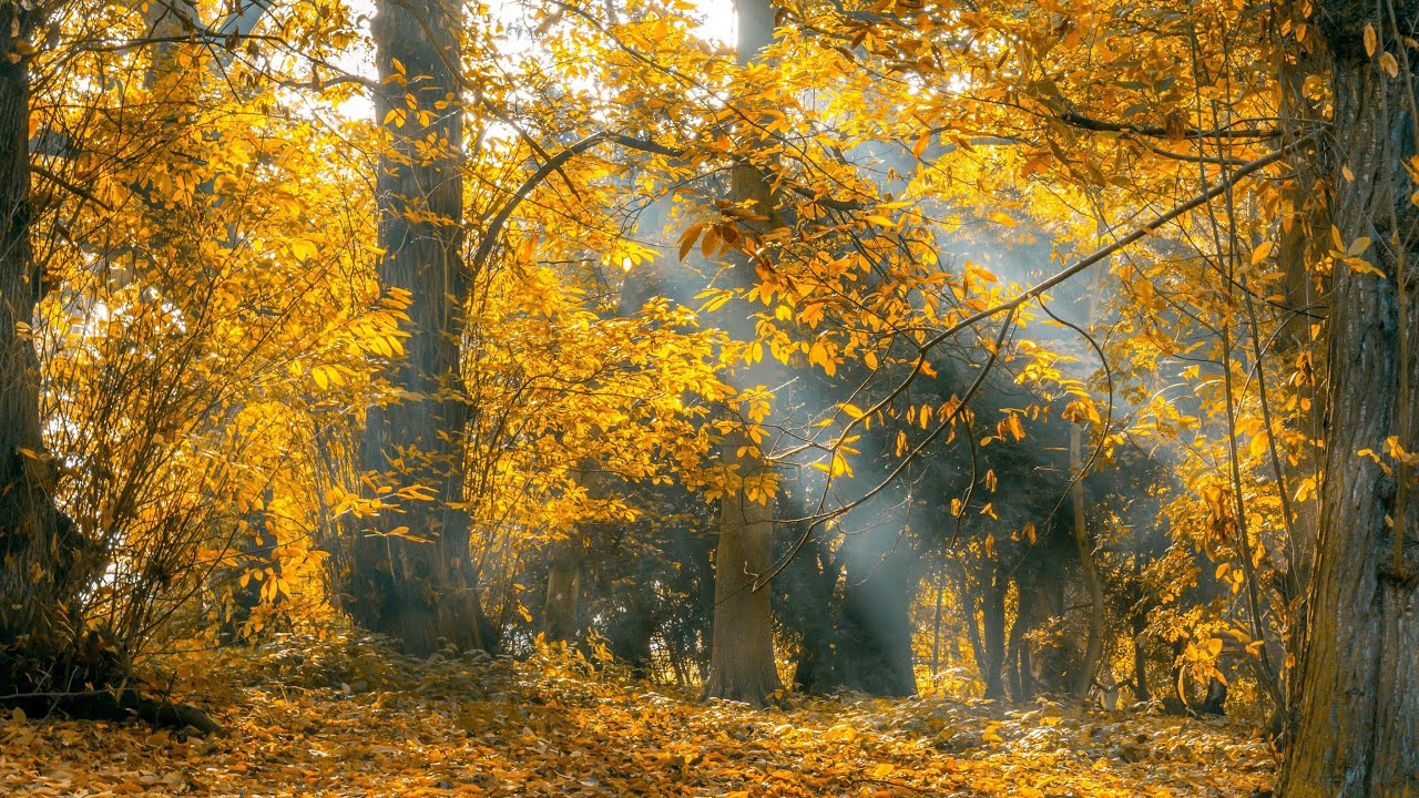 Amateur De Musique Femme Avec Les Yeux Fermés Dans Les écouteurs Sans Fil  Apprécie Et écoute La Musique Relaxante Apaisante Et Apaisante Pendant La  Météo Pluvieuse De L'automne