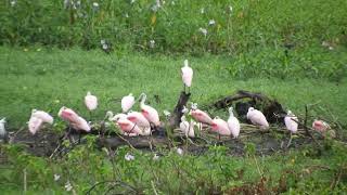 ESPATULA ROSADA (Platalea ajaja) BAÑADO LA ESTRELLA - FORMOSA - ARGENTINA