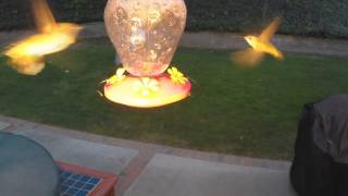 Slow Motion Hummingbird Fights and Voices (GoPro Hero3+ Black) V16705