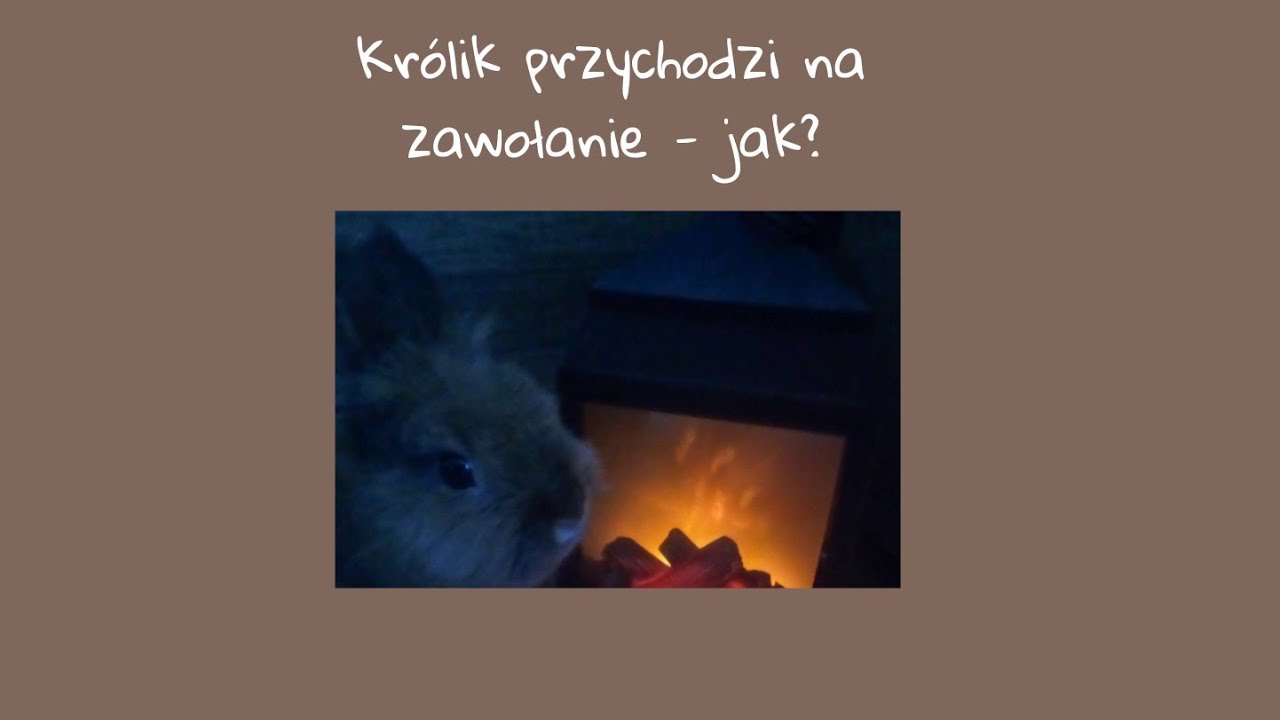 Jak nauczyć królika przychodzić na zawołanie? - YouTube