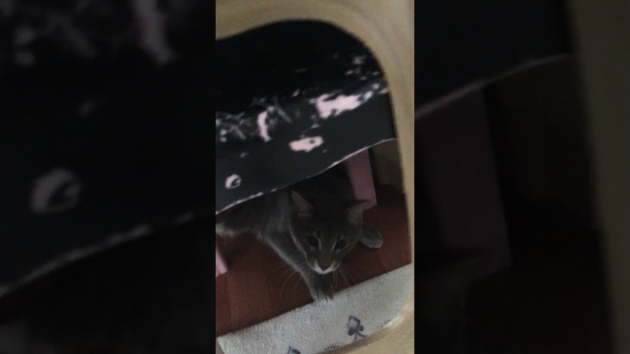 Çılgın kedi 😂 YouTube