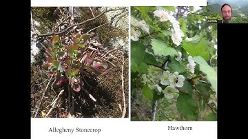 Virtual Lunch and Learn: Basic Low Elevation Glade Habitat