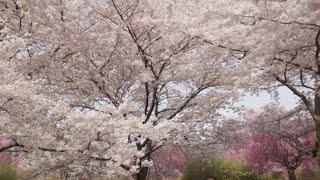 Check out 5,300 cherry blossom trees at Branch Brook Park in Essex County