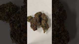 🔥Candy Gas OG🔥 Cannabis strain review/W Dr. Greenbody