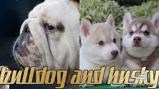 SIBERIAN HUSKY || ENGLISH BULLDOG || BEST DOG FARM || scoobers