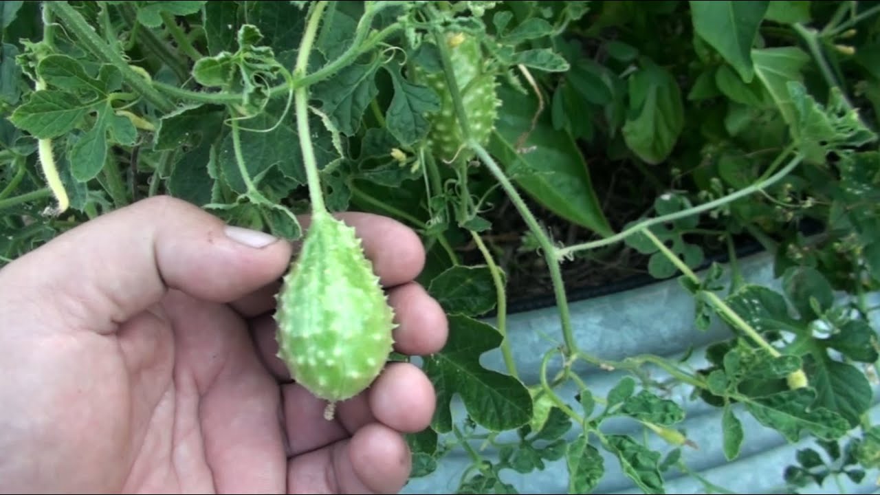 mouse melon recipe Subtropical Vegetable & Fruit Growing Last Month of Spring