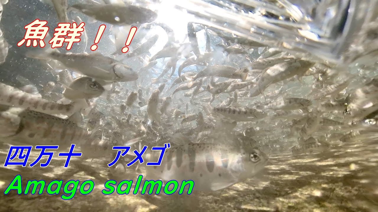 四万十川のアメゴ（アマゴ）Shimanto-river Amago-salmon - YouTube