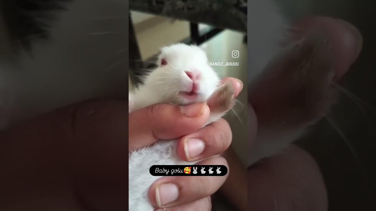 Why is the rabbit unafraid? Because he's smarter than the panther." #