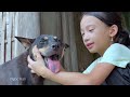 Ngoc Han takes care of 7 dogs - Lily has completed the mission well - the life of a poor girl