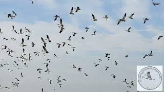 Great Migrations along the Pacific Flyway....