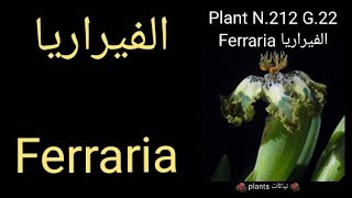 الفيراريا Ferraria