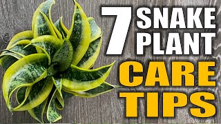 7 Snake Plant Care Tips That You Need to Know - Sansevieria Houseplant Care