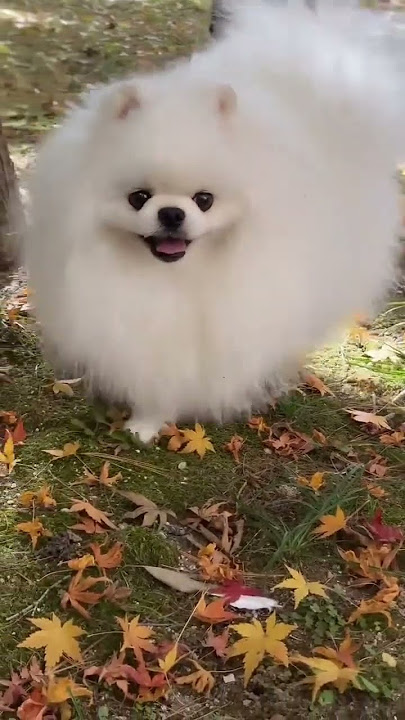 Pomeranian Pomeranian baby silly puppy cute dog