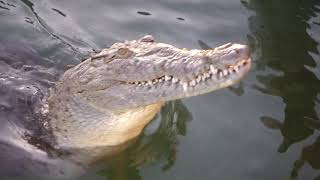 Крокодил. Cuba.