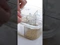 【ダイソー新商品】料理の手間が4分の1になる調味料ケース#youtubeshorts