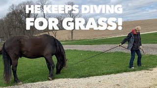 How to keep your horse from diving for Grass