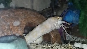 Ball Python eating adult mouse