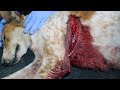 Sweet dog with massive trauma wound saved by surgery.
