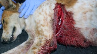 Sweet Dog With Massive Trauma Wound Saved By Surgery.
