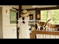 숲속집의 초여름 아침, 모닝루틴 Summer Morning Routine☀ | 냥숲 vlog