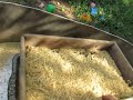 как обмолотить пшеницу  вручную