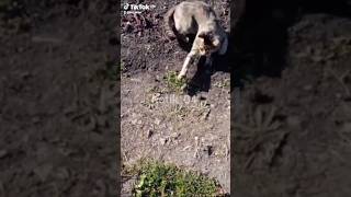 🤣🤣🤣ну привет, дружок #приколы #cat #funny #my #cute #лучшие #catlover #кот