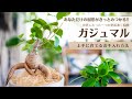 【世界にたった一株の相棒！】ガジュマルの上手な育て方
