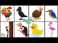 Birds | Birds Learning for Kids | Kids Education Videos