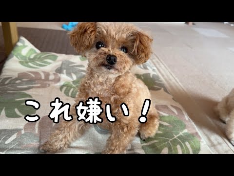 こだわり強めのトイプードル