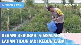 Berani Berubah: Simsalabim Lahan Tidur Jadi Kebun Cabai