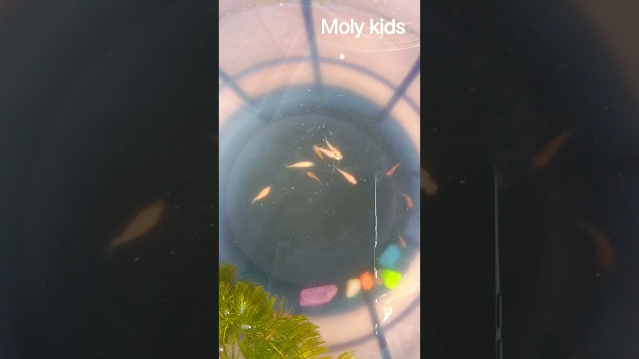 3 week mollykids