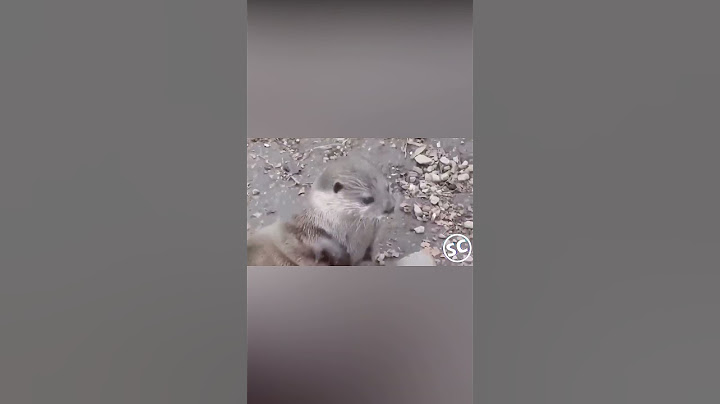 Nutria y sus piedras #short #curioseando #descubriendo #estonolosabias #nosabias #nolosabias #datos