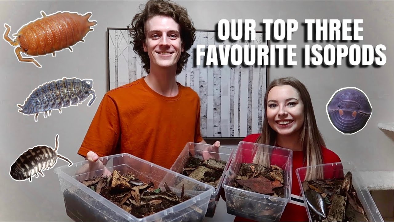 Feeding And Introducing All Of Our Isopods! (11 species) YouTube
