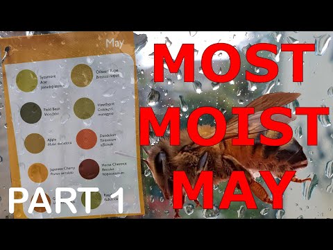 Video: Speciellt Recept Från Pollen För Bestämning Av Kast Av Honungsbin