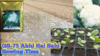 GS -75 Golden hybrid cauliflower Seeds A to Z jankari hybrid Phool gobhi GS 75 Daily kheti badi