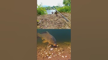 Underwater Ronnie Rig Take 🐟💨 #carpfishing #shorts