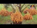 Interview khmer datepalm Bayon TV ដាំដើមល្មើ ទូរទស្សបាយ័ន