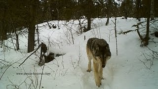 Wild Yukon timber wolf caught on tape