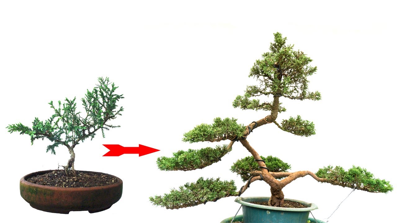 El Albatros 3 Años Después