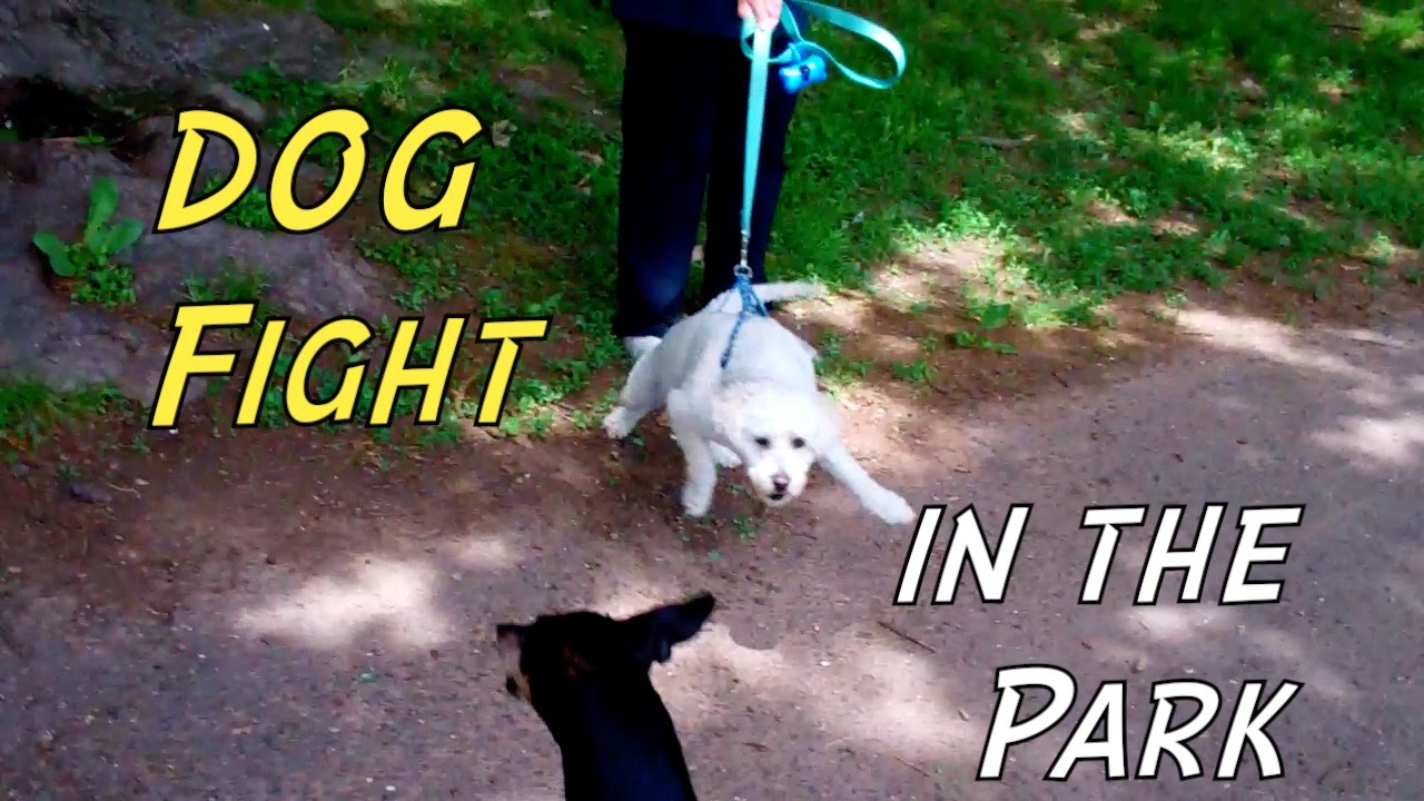 Dog Fight in the Park | #GetCoopOnEllen | Random Rob Vlog - Dog Fight in the Park | #GetCoopOnEllen | Random Rob Vlog