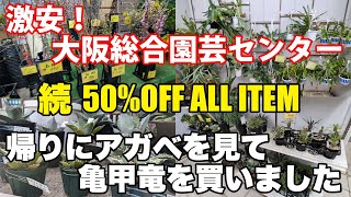 続!大阪総合園芸センター　激安!鉢物全商品50%OFFの観葉植物　でも別のお店でアガベを見て亀甲竜を買いました